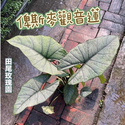 比斯麥觀音蓮|比斯麥 觀音蓮 Alocasia Bisma 別名Emerald Dragon Scale.